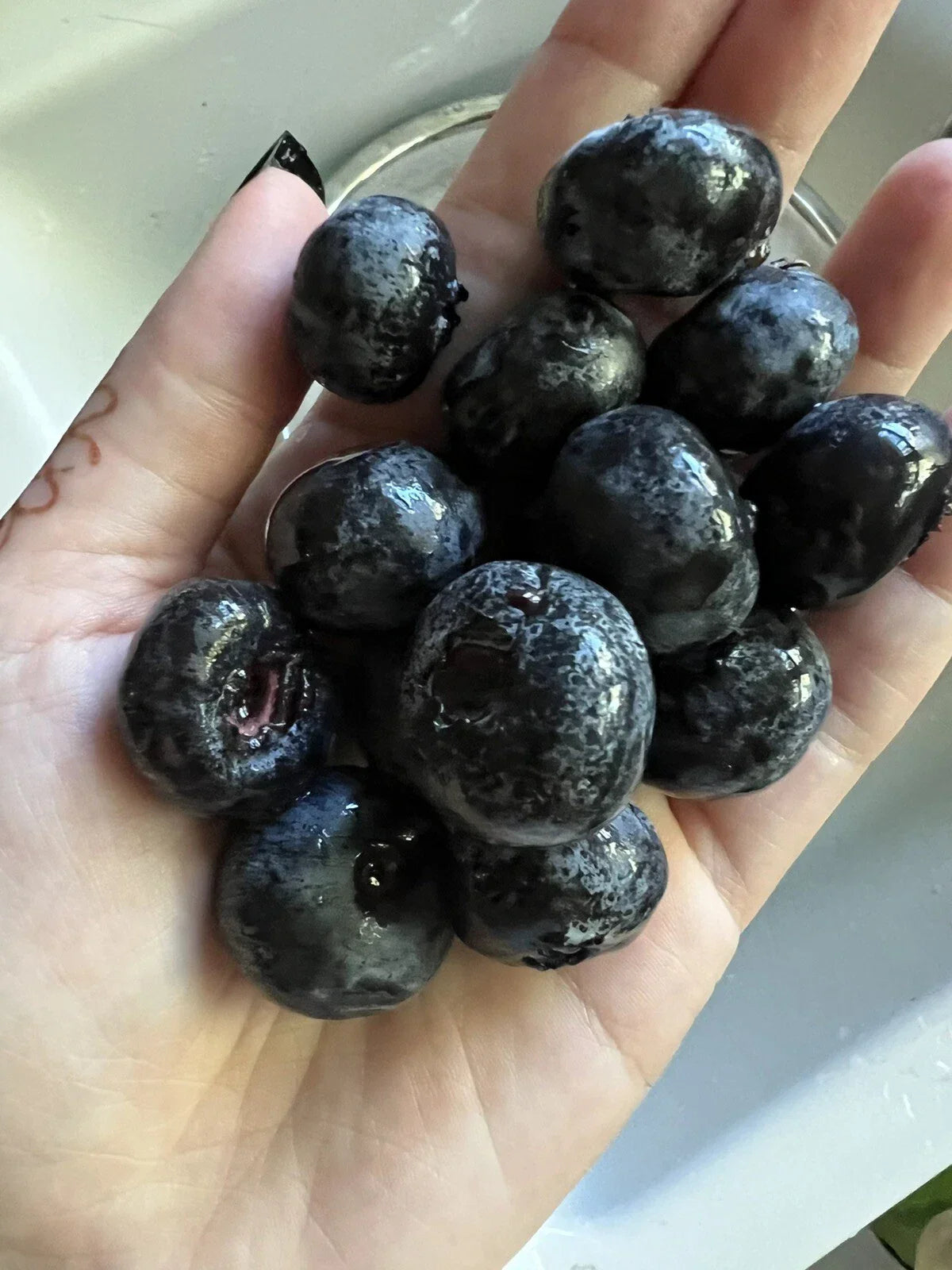 Giant Blueberry Seeds - Organic Edible Fruit - Vaccinium corymbosum - 50 Seeds for Home Garden, Patio & Container Growing