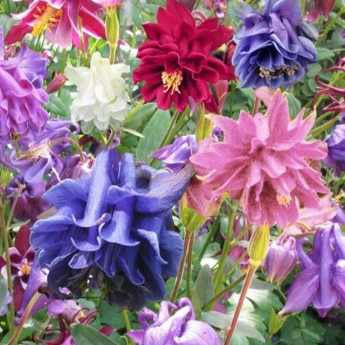 Aquilegia Seeds - Granny's Bonnet Mix - Columbine - Aquilegia vulgaris plena - Perennial Flower Seed Pack