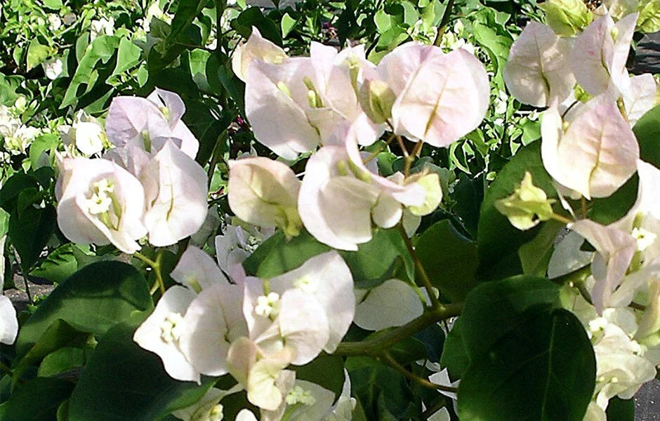 Bougainvillea Live Starter Plant - VERA WHITE Variety - Well Rooted Plug - Climbing Bougainvillea glabra for Gardens & Containers