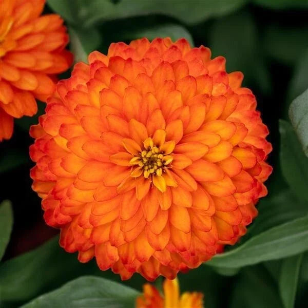 Zydeco Fire Zinnia Seeds - 100+ Pack for Garden Planting, Vibrant Fiery Colors, Zinnia elegans, Easy to Grow, Non-GMO, USA Grown