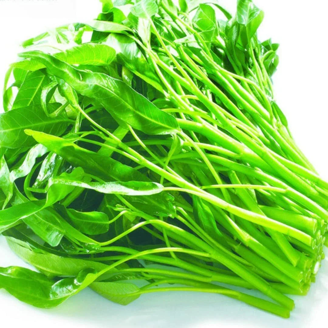 Kangkong Seeds - Rike 2000 Ong Choy, Rau Muong, Swamp Cabbage, Ipomoea aquatica - Fast-Growing Vegetable Seeds for Gardening