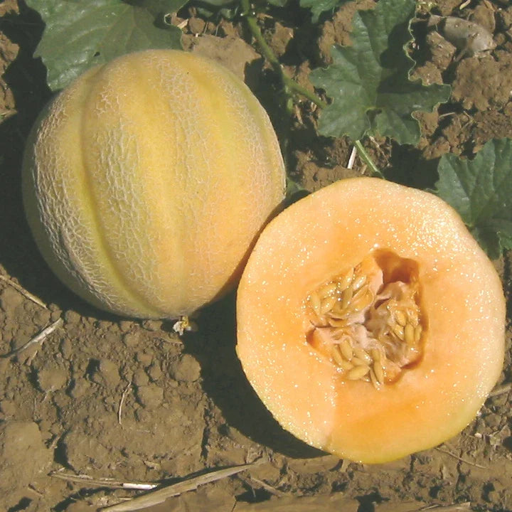 Cantaloupe Seeds - Minnesota Midget Variety - Heirloom Cucumis melo - Compact Bush-Type, Sweet Orange Flesh