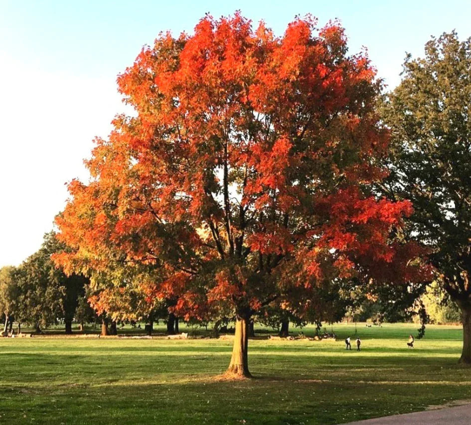 Red Oak Tree Live Plant in Quart Pot, Quercus rubra, Cold Hardy, Shade Tree, Fall Foliage, Well-Rooted
