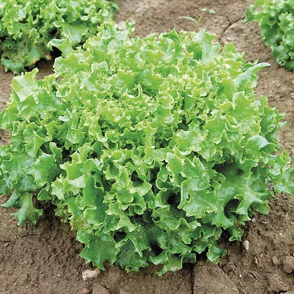 Tango Lettuce Seeds - 500 Count, Frilly Loose Leaf Heirloom Variety, Lactuca sativa, Salad Greens, Non-GMO