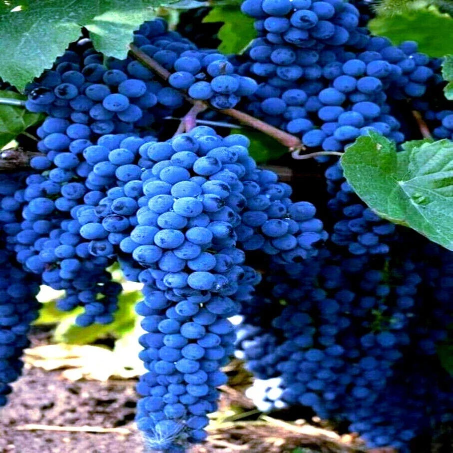 Wine Grape Seeds 20 Pack Vitis vinifera for Home Garden, Climbing Vine, Juicy Grapes, Hardy, Easy to Grow