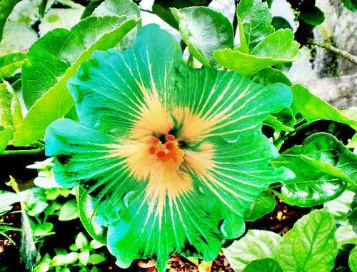 Hibiscus Seeds 20 Pack - Green Yellow Perennial Flower Garden - Hibiscus rosa-sinensis for Outdoor Beds, Borders & Containers