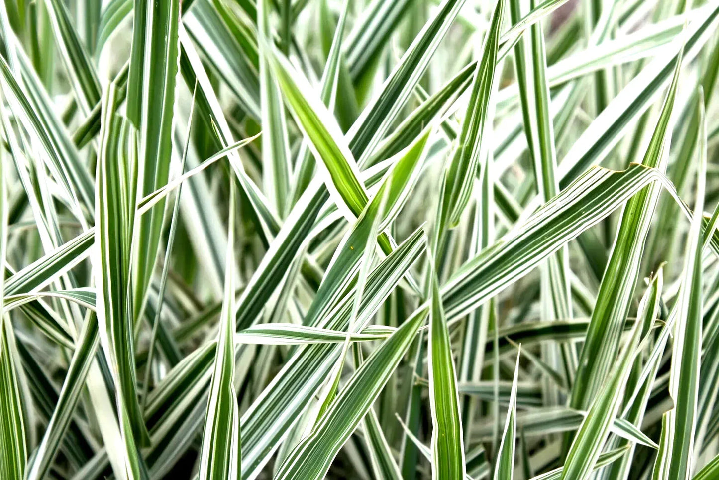 Ribbon Grass Plants - Strawberry & Cream Root Divisions - Variegated Ornamental Grass for Sun or Shade - Phalaris arundinacea