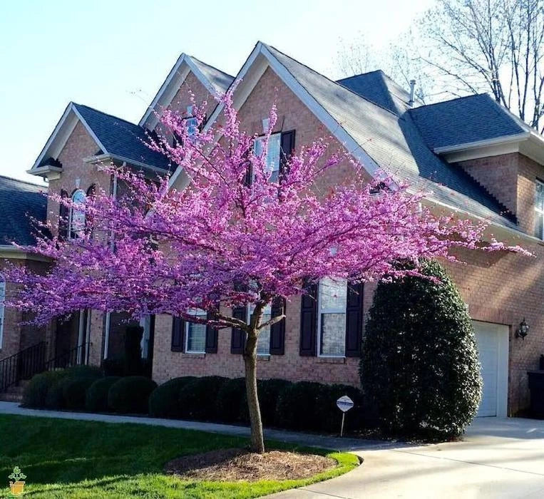 Eastern Redbud Cuttings - 15 Thin Propagation Stems - Cercis canadensis - Flowering Tree for Gardening and Landscaping