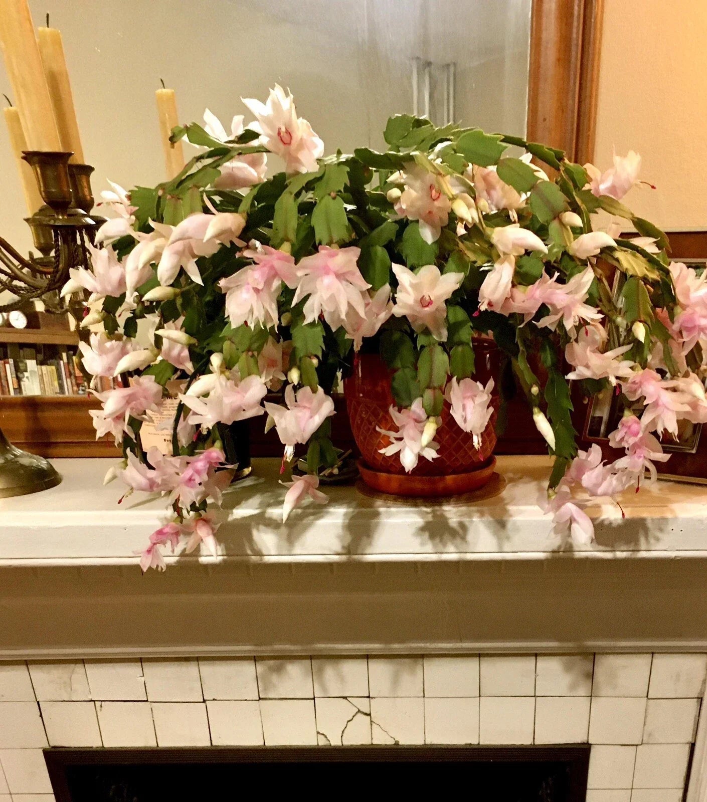 Rare Peach Beauty Thanksgiving Cactus Cuttings - Schlumbergera truncata, 2-3 Segments, Peach Blooms, Propagation Plant Cuttings