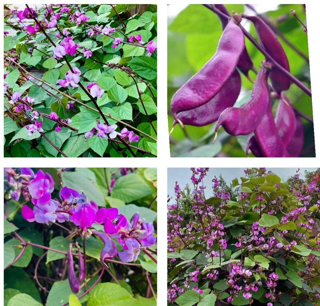 Purple Moon Hyacinth Bean Seeds – Climbing Vine with Purple Flowers & Edible Pods – Lablab purpureus, 15+ Seeds