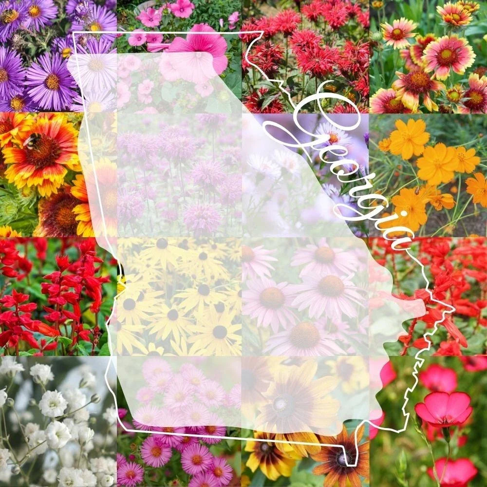 Georgia Wildflower Seed Mix 1/2LB for 2,000 sq ft – Native Flower Blend for Pollinators and Garden Beauty
