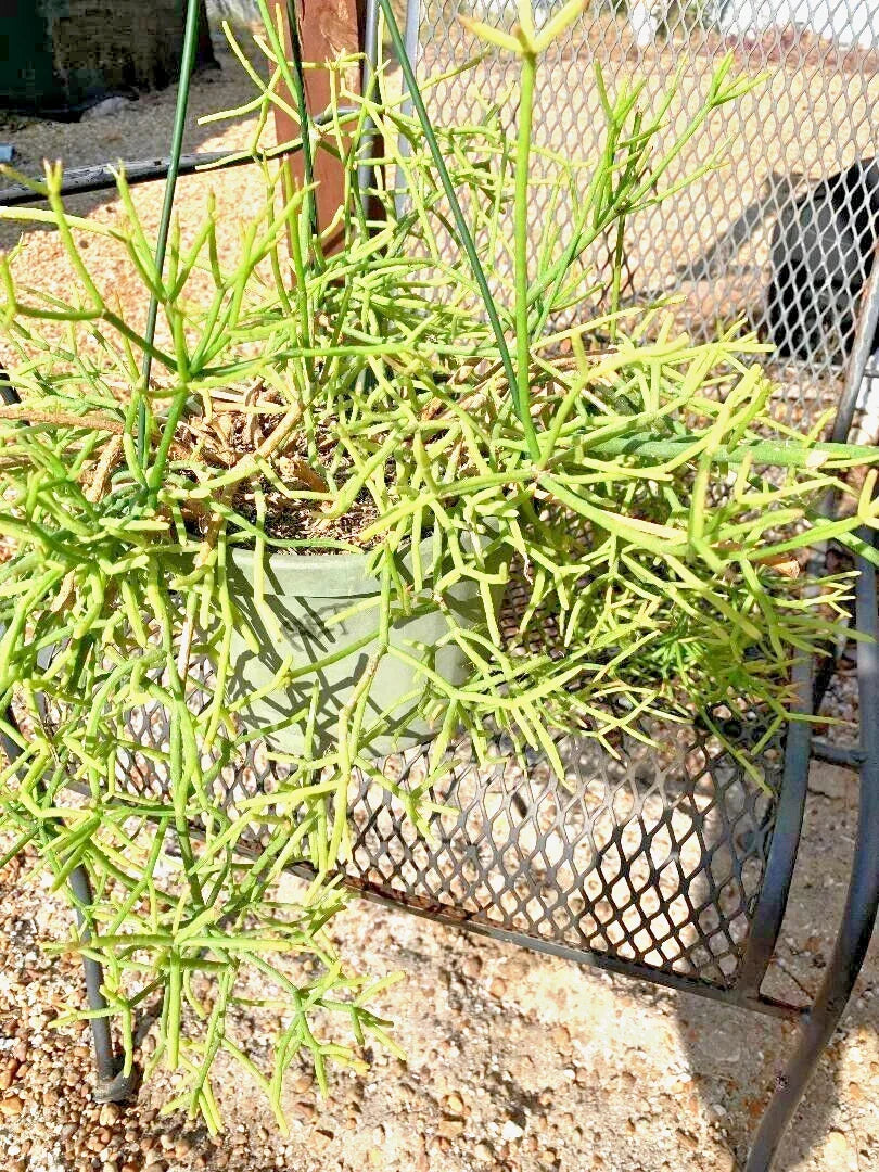 Fresh Cuttings 11 Pack Rhipsalis heteroclada Orchid Cactus Rare Plant Trailing Succulent Indoor Garden