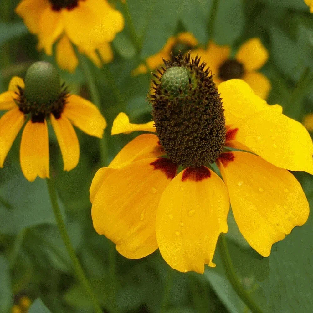 Clasping Coneflower Seeds | Non-GMO Wildflower Seeds | Rudbeckia amplexicaulis | Attracts Pollinators, Easy to Grow, 500-10,000 Seeds