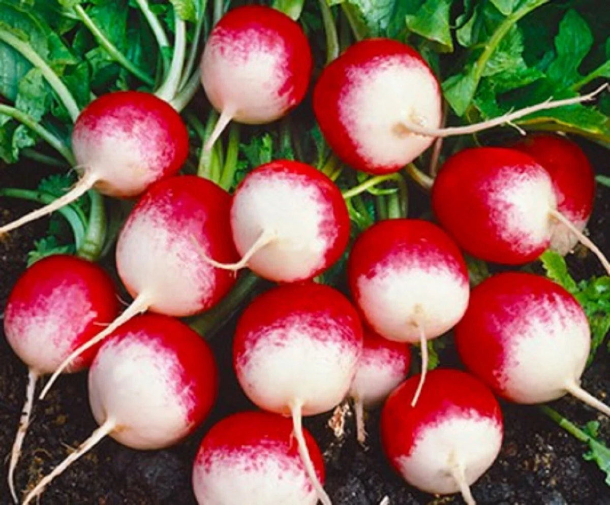 Sparkler Radish Seeds 200+ Non-GMO Fast-Growing Raphanus sativus for Colorful Garden Harvests
