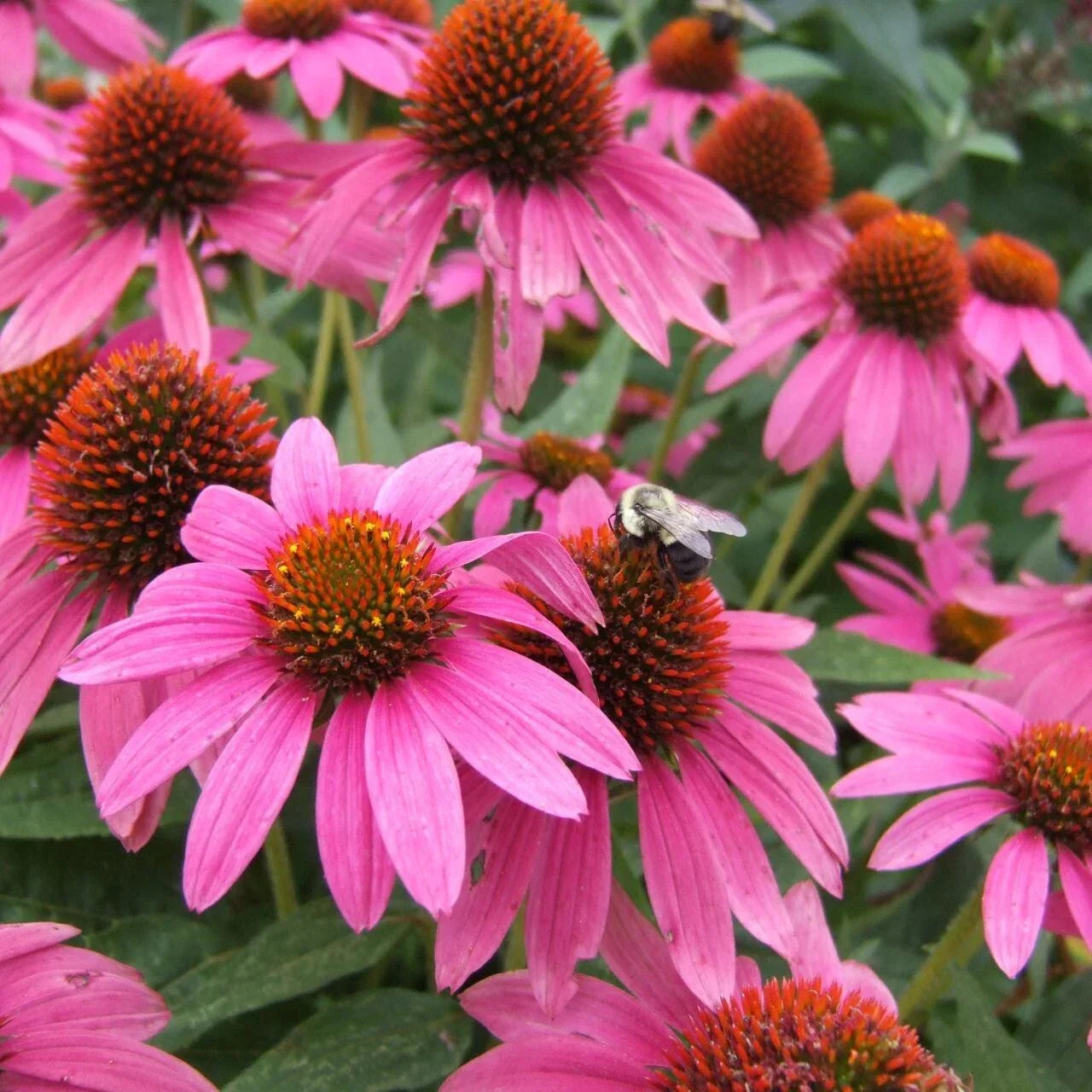 Pink Coneflower Seeds - 200+ Pack Echinacea purpurea Perennial Garden Planting for Bees & Butterflies