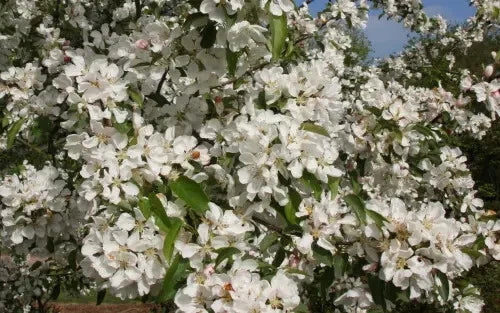 Donald Wyman Crabapple Seeds Pack of 25 - Malus × floribunda 'Donald Wyman' - Garden Planting, Ornamental Tree, Fruit-Bearing