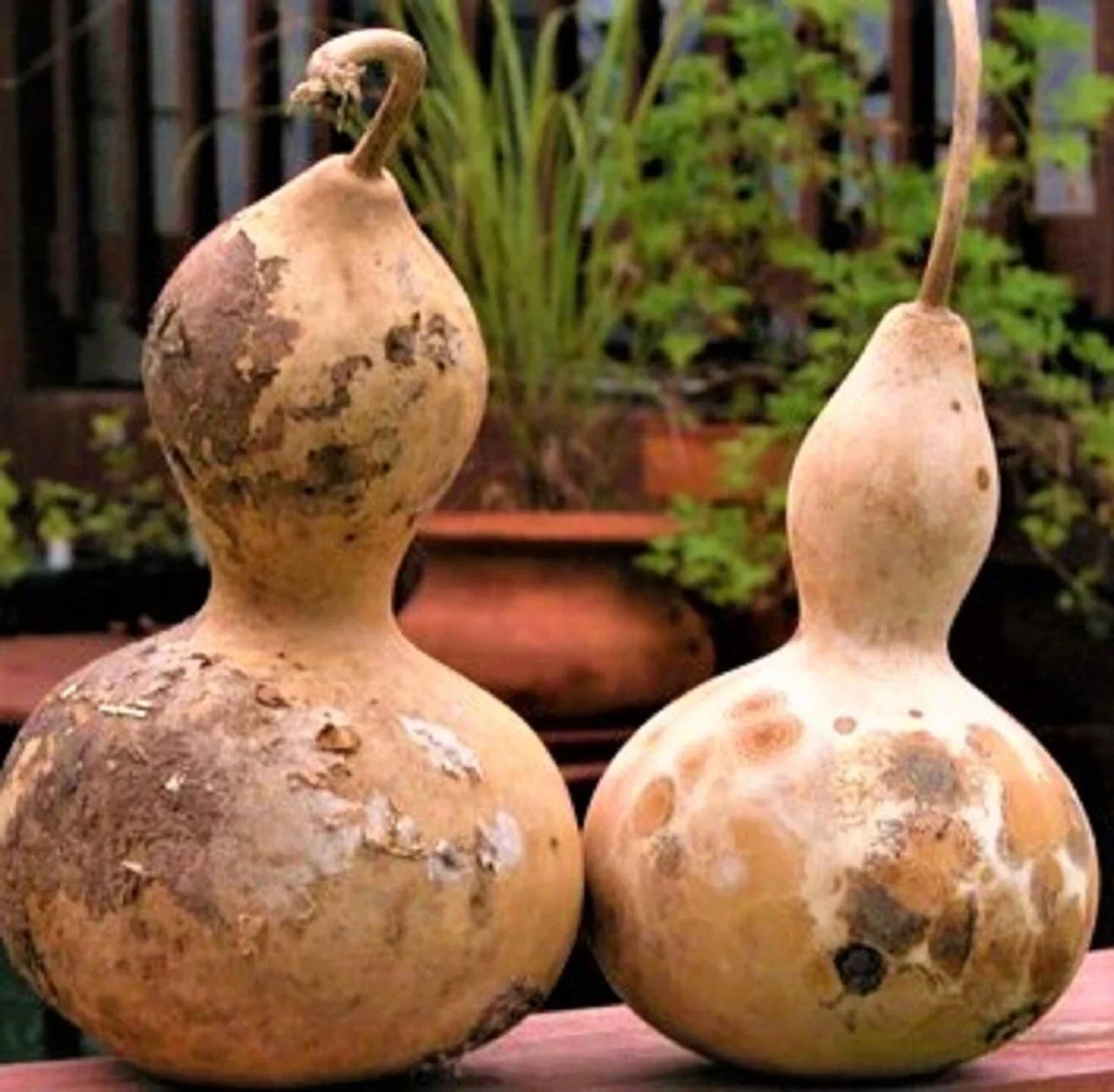Birdhouse Gourd Seeds - Pack of 5 Non-GMO Lagenaria siceraria for Crafting & Garden Decor