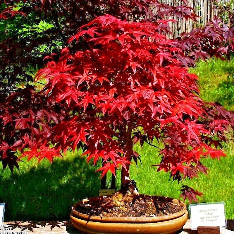 Red Japanese Maple Tree Seeds - 20 Pack, Acer palmatum atropurpureum, Cold Hardy Bonsai Seeds for Landscaping & Garden Growth