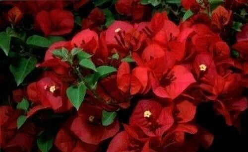 Bougainvillea Starter Plant – San Diego Red – Small Well-Rooted Bougainvillea spp. – Vibrant Color, Hardy, Garden or Container Plant