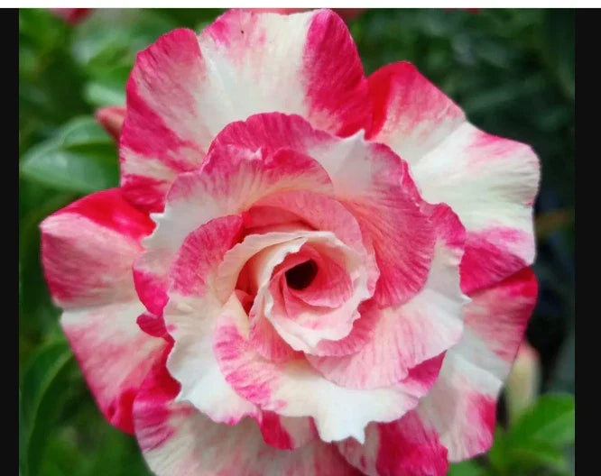 Pink Desert Rose Plant - Small Adenium Obesum Rooted Seedling with Vibrant Pink Blooms, Drought-Tolerant Succulent, 4-6 Inches