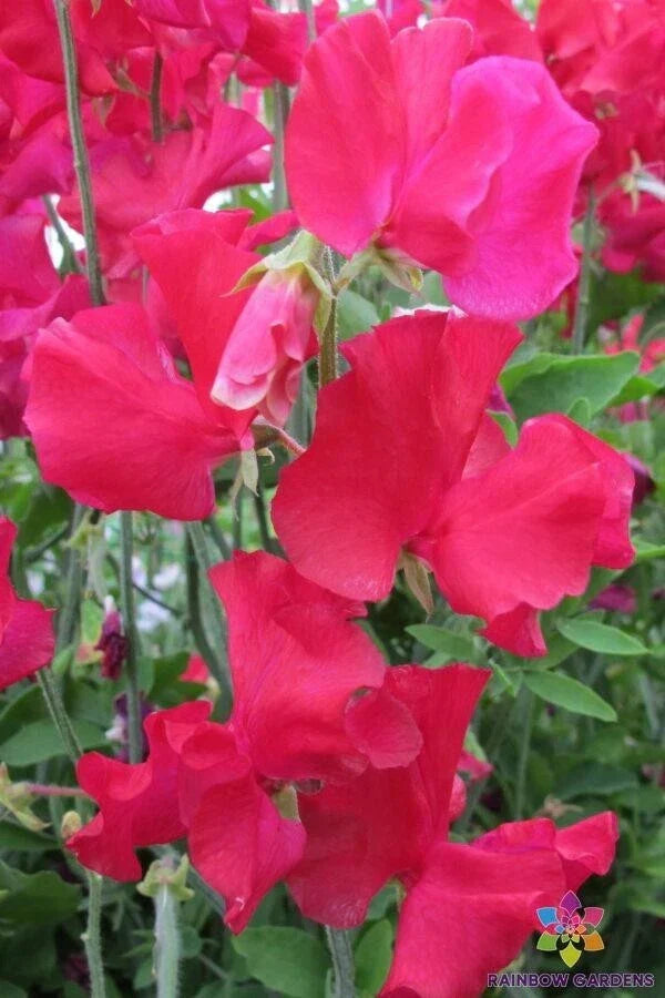 Solway Fanfare Sweet Pea Seeds - Semi-Dwarf Annual Climbing Flower - Vibrant Colors & Fragrance - Lathyrus odoratus, USA