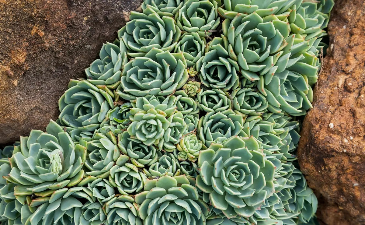 Hen's and Baby's Succulent Seeds, 200 Seeds for Planting, Echeveria spp., Easy Care Indoor/Outdoor Garden Plants