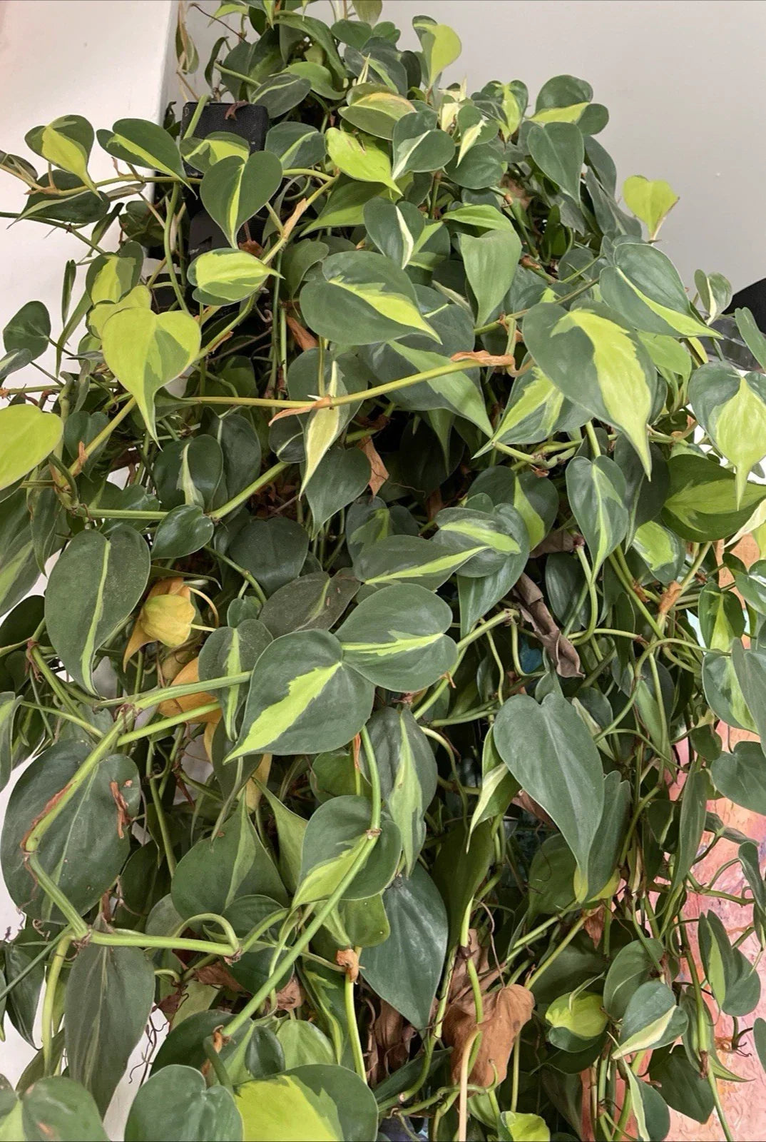 Philodendron Hederaceum 'Brasil' Variegated Trailing Houseplant Cuttings – 4 Stem Propagation Set