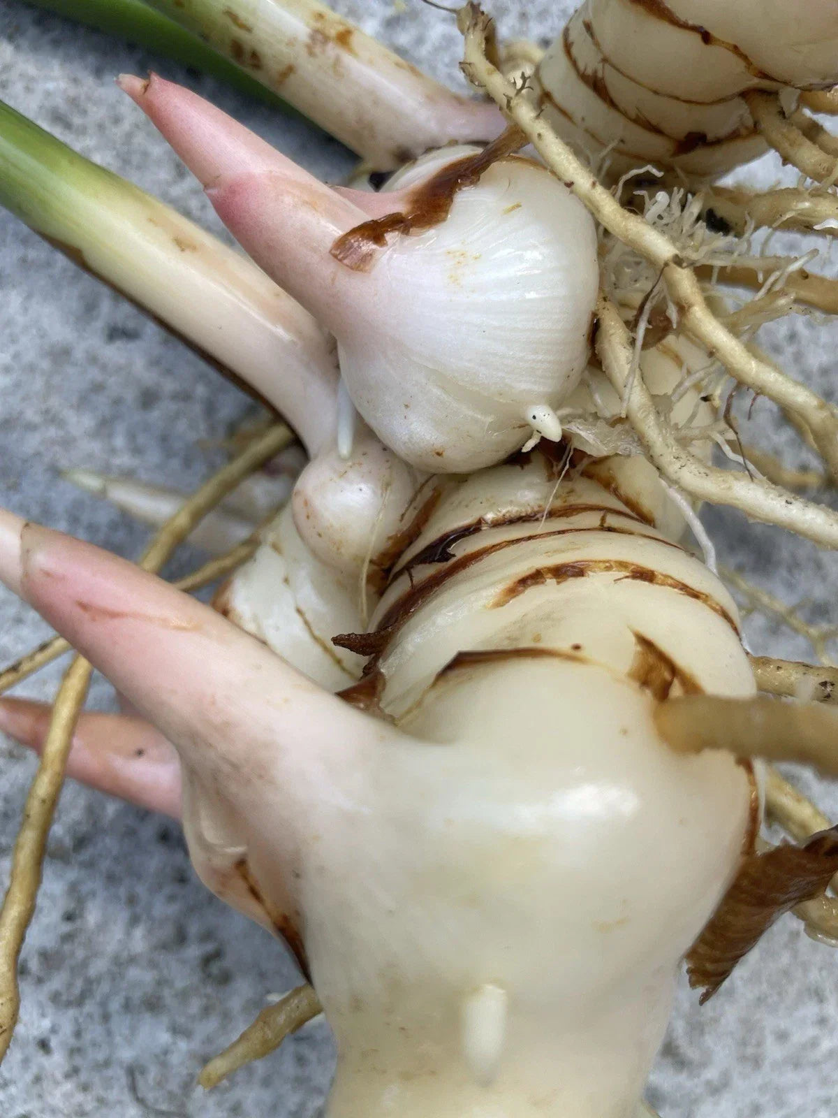 Fresh Thai Ginger Roots - 8 Organic Galangal Rhizomes - Hawaii Grown Spicy Asian Flavor for Cooking and Recipes
