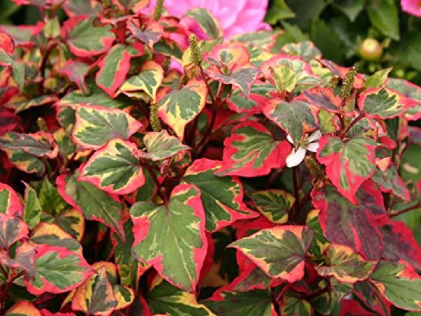 Variegated Houttuynia Cordata Ground Cover Plants – 15 Bareroot Perennial for Shade, Moist Soil, Low Maintenance