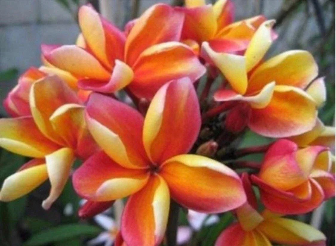 Rooted Plumeria Plant Cutting 10" Makaha Sunn with 2 Large Tips - Frangipani (Plumeria) Tropical Garden Plant