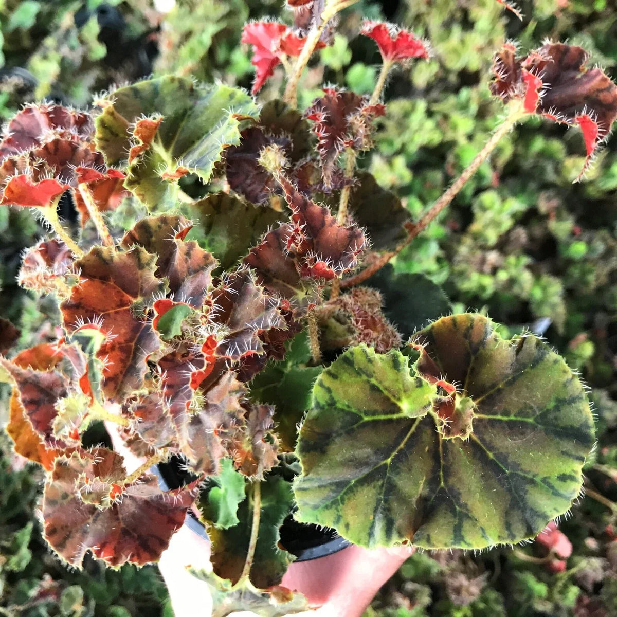 Kevin Whitecotton Begonia Plant 2.5" Pot - Compact Indoor Variety (Begonia 'Whitecotton') with Variegated Leaves