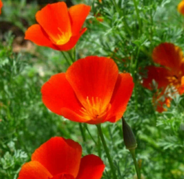 California Poppy Seeds Pack | Red-Orange Drought-Tolerant Flower Seeds | Eschscholzia californica | Attracts Pollinators