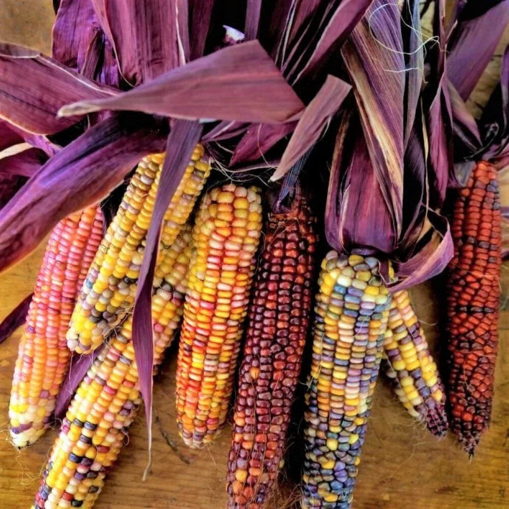 Seneca Red Stalker Ornamental Corn Seeds - Purple Red Husk Dent Zea mays for Garden, Landscape & Fall Decor