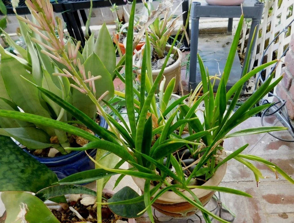 Sansevieria Aethiopica Bowstring Hemp Plant Bare Root Indoor Air Purification Low Maintenance