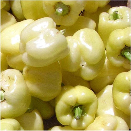 White Bell Sweet Pepper Seeds - 20+ Non-GMO Capsicum Annuum Vegetable Seeds for Home Garden & Container Growing