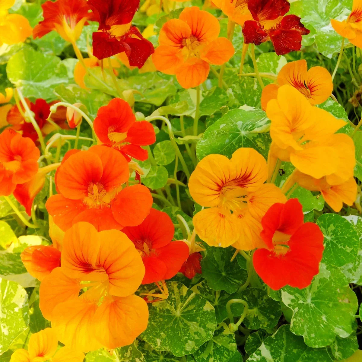 Alaska Nasturtium Seeds – Vibrant Colors, Indian Cress, Tropaeolum majus, Easy to Grow Garden Flower