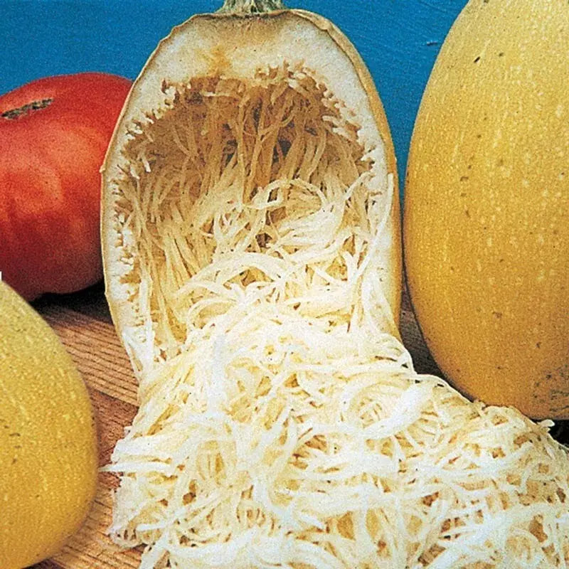 Spaghetti Squash Seeds - Organic Heirloom Non-GMO, Cucurbita pepo, Winter Variety, Gardening Seeds for Harvesting