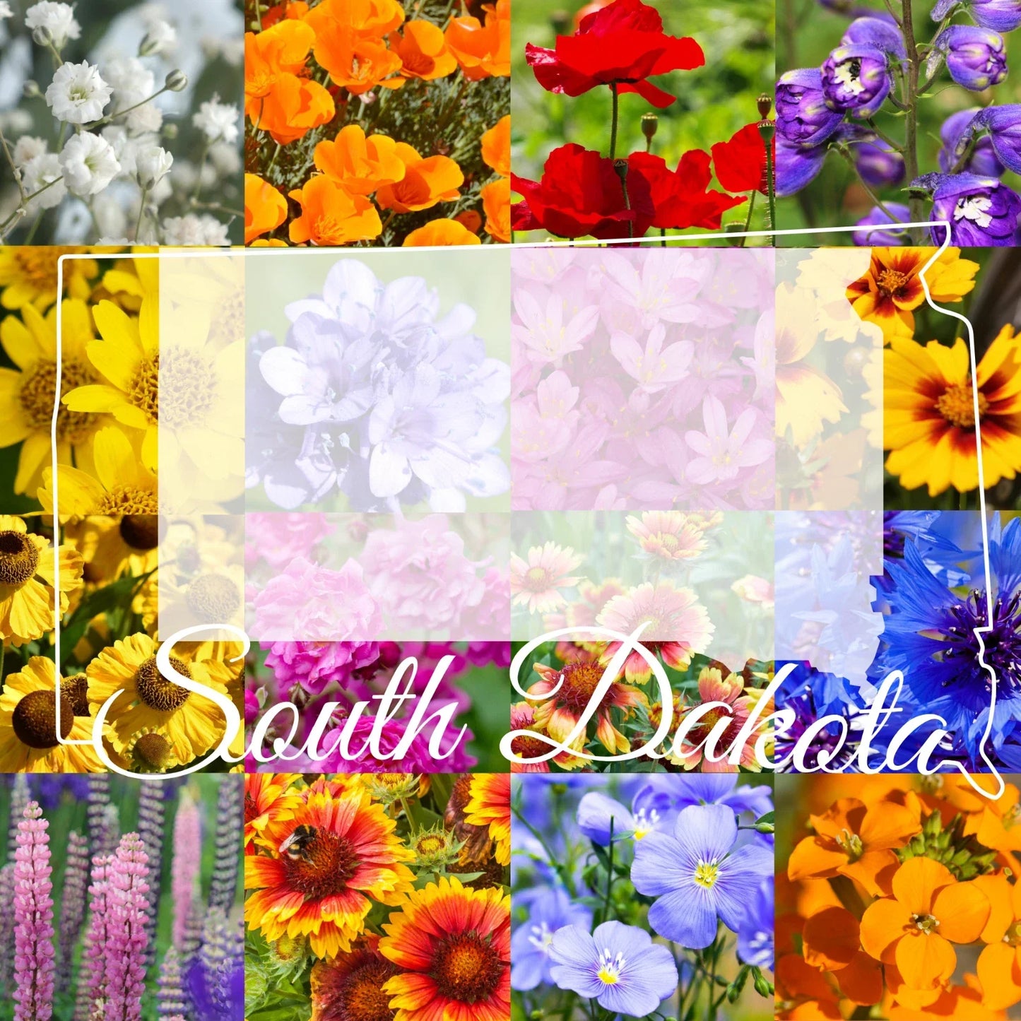 Wildflower Seed Mix 1/2 Pound South Dakota Western Native Blend for Landscaping and Pollinators
