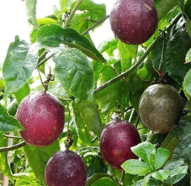 Purple Passionfruit Live Plant – 4-6 Inch Well Rooted Passiflora edulis for Garden or Indoor Growth