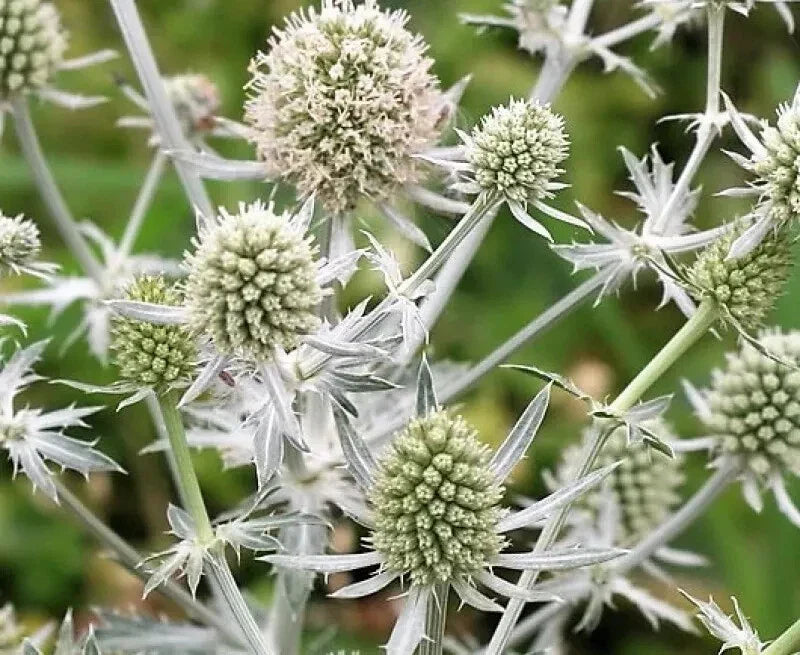 Eryngium planum 'Glitter White' Sea Holly Seeds – Drought-Tolerant Ornamental Perennial, Full Sun, 10 Pack