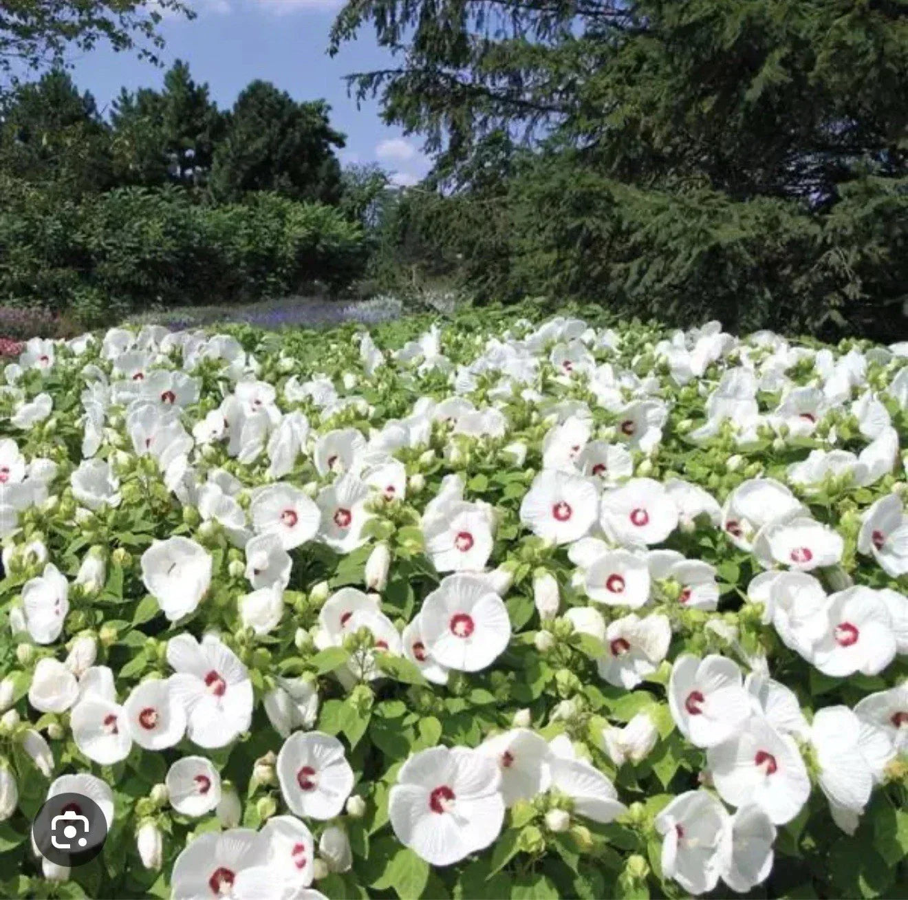 Hibiscus Plant Starter - Small Rooted Luna White Hibiscus moscheutos with 8-10 inch Blooms for Gardens