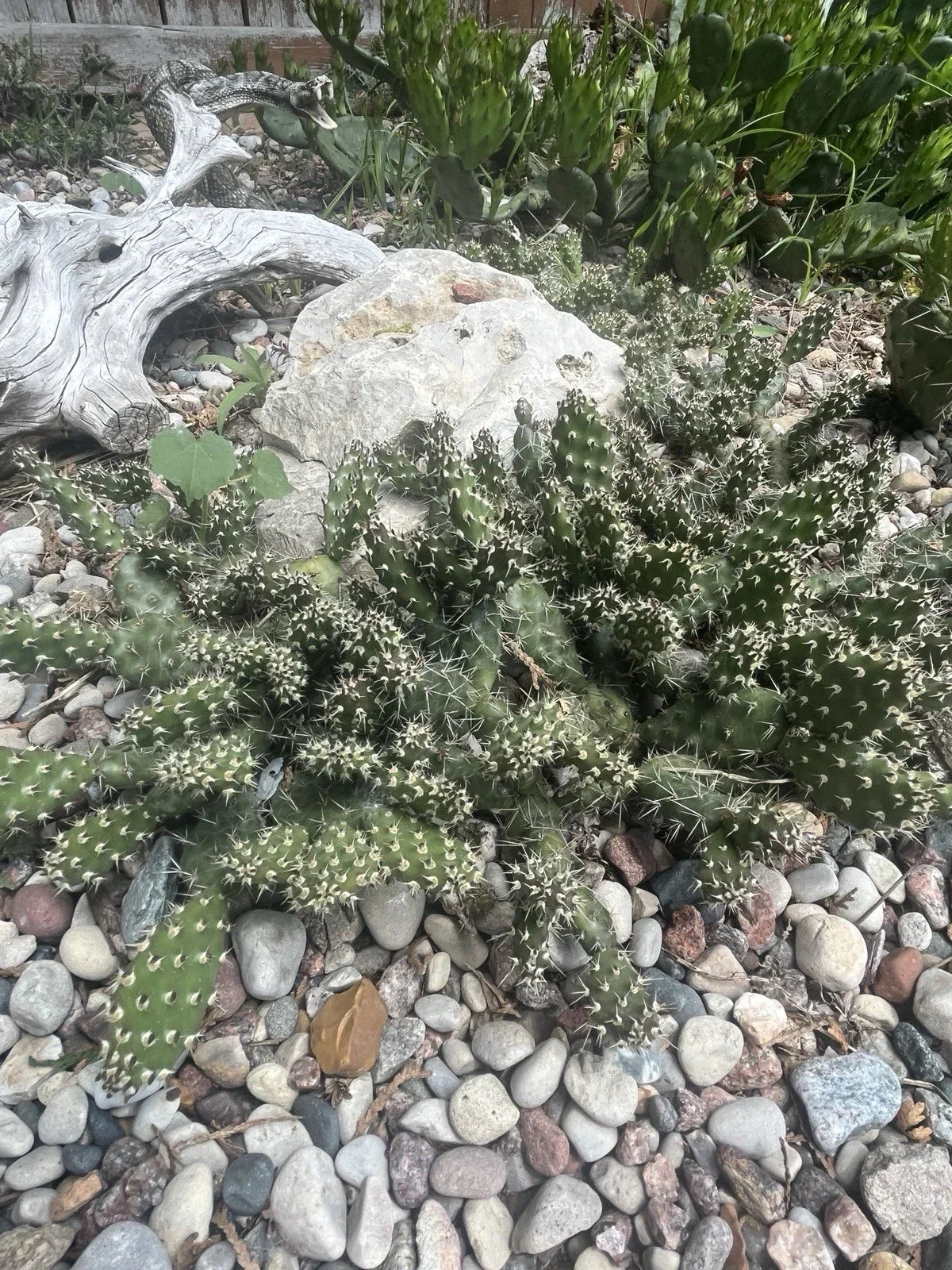Cold Hardy Cactus Cuttings – Opuntia fragilis ‘Spiny Cats Paw’ – Unrooted Succulent Plant for Garden or Indoor Growth