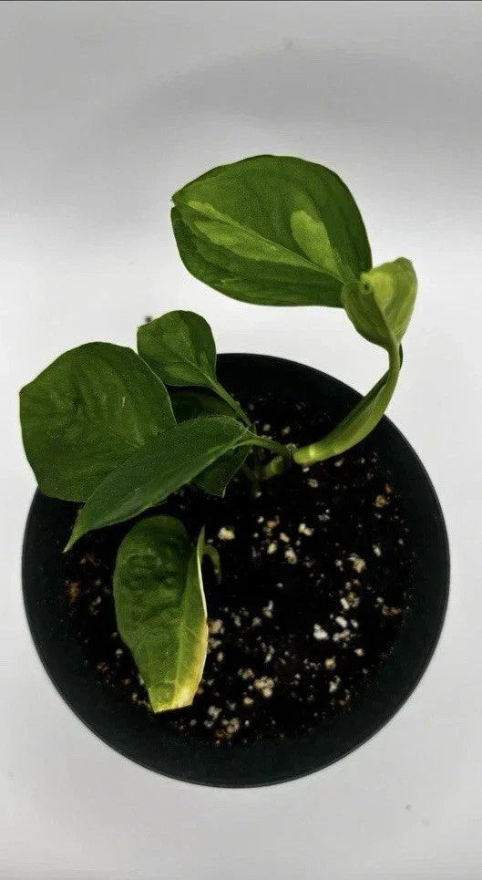 Global Green Pothos Starter Plant – Rare Variegated Epipremnum aureum Indoor Houseplant, Easy Care Trailing Vine