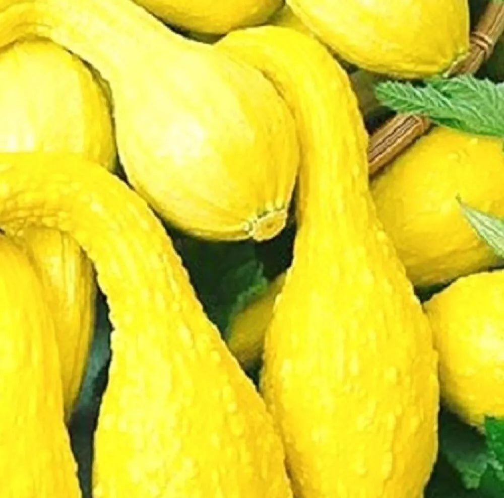 Crookneck Golden Summer Squash Seeds | Heirloom Non-GMO Cucurbita pepo | Bright Yellow, Bush-Type, Garden Seeds
