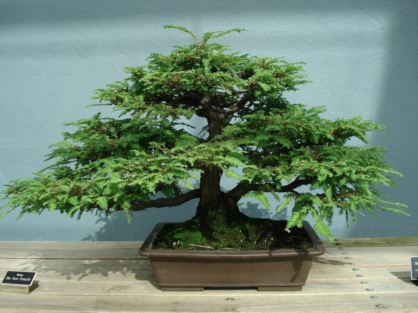 California Coast Redwood Seeds - 20 Pack, Sequoia sempervirens, Eco-Friendly Gardening, Tall, Fast-Growing Tree for Landscaping