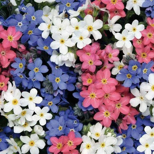 Forget Me Nots Seeds - Mixed Colors, Perennial, Pollinator-Friendly, Non-GMO, 500 Seeds, Myosotis spp.
