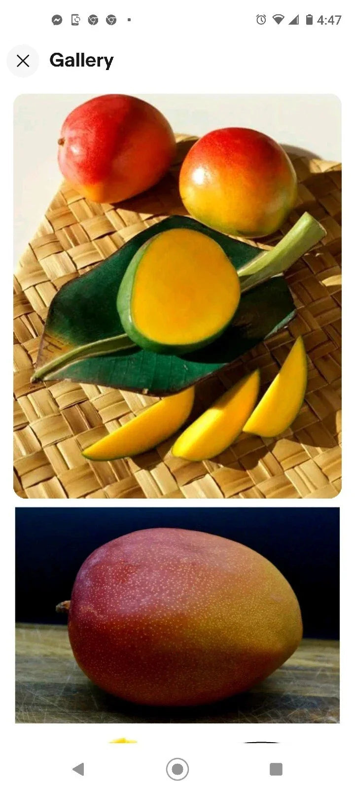 Kent Mango Seeds 4-Pack - Fresh So Sweet Mangifera indica - USA Grown, Fast Germination, Ideal for Home Gardening