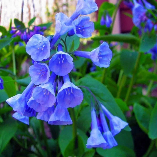 Virginia Bluebell Root Systems 12 Pack - Convallaria majalis Perennial Garden Plants with Bell-Shaped Blue Flowers