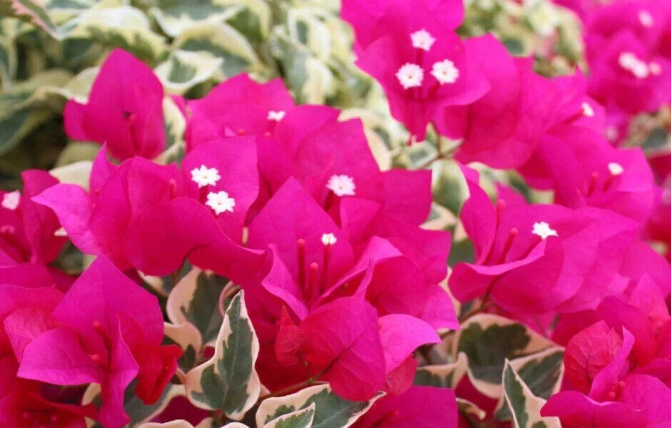 Rare Raspberry Ice Bougainvillea Starter Plant - Small Well-Rooted Vining Flowering Plant Bougainvillea spectabilis
