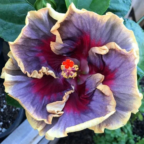 Hibiscus Seeds - 20 Cream Purple Pink Flower Perennial - Hibiscus rosa-sinensis for Garden, Border, Container Planting